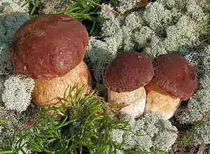 Kiefern-SteinpilzBoletus pinophilus