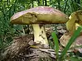 Königs-RöhrlingButyriboletus regius
