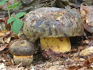 Ochsen-RöhrlingImperator torosus