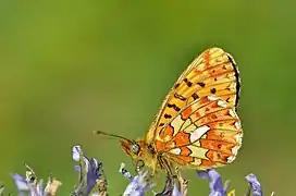 in Hinterflügelmitte nur ein Silberfleck