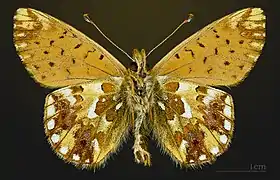 △  Boloria pales pyrenesmiscens
