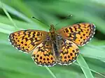 Braunfleckiger Perlmuttfalter(Boloria selene)