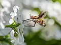 Großer Wollschweber an Schleifenblume