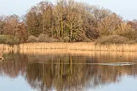 Unterer Bommer Weiher
