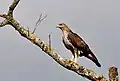Habichtadler