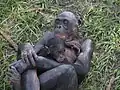 Bonobo mit Jungtier