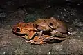 Boophis madagascariensis
