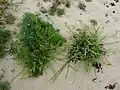 Strandpflanzen bei Locmariaquer
