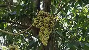 Ampelocissus martini (reif rötlich)
