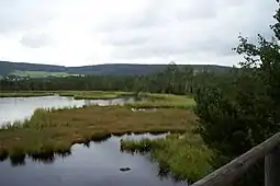 Größter Moorsee Tschechiens im Königsfilz