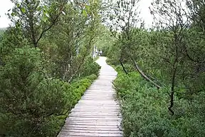 Lehrpfad durch das Moor
