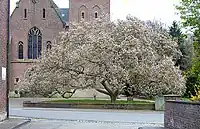Habitus eines älteren Baumes.