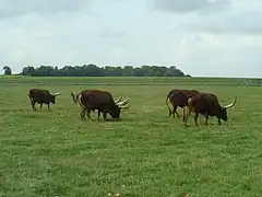 Watussirinder