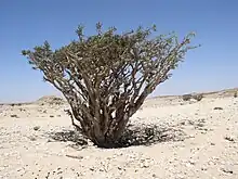 Land des Weihrauchs