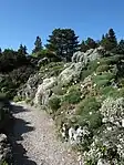 Alpinum mit Gebirgspflanzen
