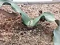 Welwitschia mirabilis