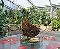 Bananenfalter im neuen Schmetterlingshaus