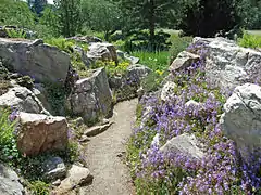 Pflanzen aus dem Hochgebirge