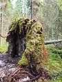 Wurzelbruch i.e.S: Baumscheibe