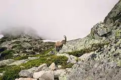 Steinbock in den Aiguilles Rouges.