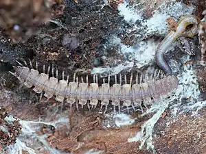 Brachydesmus superus ist eine der kleineren heimischen Arten und häufig zu finden