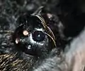 Teil des Augenhügels von Tliltocatl albopilosus