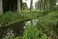 Lache im westlichen Bereich des Naturschutzgebietes „Brackenbruch bei Hergershausen“