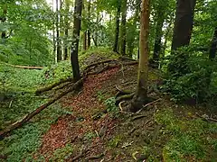 Wall- und Graben im Vorfeld unterhalb der Burgruine