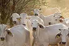 Brahman-Herde in Namibia