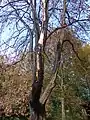 Brandschäden am Baumbestand im Bereich des ehemaligen Goetheturms