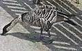 Hawaiigans (Branta sandvicensis)