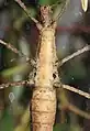 Brasidas lacerta 'Mt. Apo', Bauchseite eines Weibchens