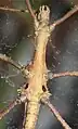 Brasidas lacerta 'Mt. Apo', Bauchseite eines Männchens