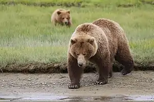 Braunbär in der Hallo Bay im Katmai-Nationalpark, Alaska