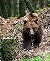 Braunbär