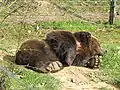 Braunbär