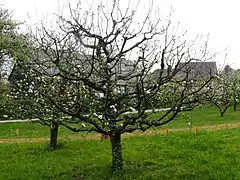 Ganzer Baum