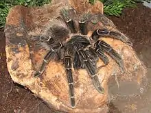 Lasiodora parahybana, Weibchen