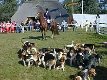 Traditionelle Schleppjagd beim RuF Wahrenholz & Umgebung