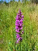 Breitblättriges Knabenkraut (Dactylorhiza majalis) – Einzelfund im NSG