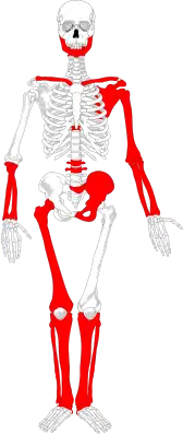 Rot die erhaltenen Knochen der Moorleiche