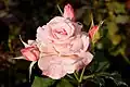 ‘Bridal pink’, Boerner, 1967