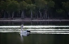 Brillenpelikan