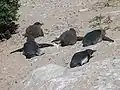 Jungtiere trocknen ihr Daunenkleid