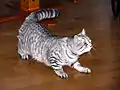 BKH-Weibchen, zehn Monate alt, in der Farbe black-silver tabby mackerel