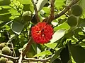 Reife orange-rote Früchte