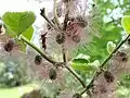 Weibliche Blüten von Broussonetia papyrifera mit langen, vorstehenden Griffeln – Botanischer Garten Freiburg