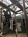 Brauner Klammeraffe im Tropenhaus
