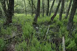 Bruchwald