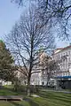 Schubertlinde, gepflanzt anlässlich des 100. Todestags des Komponisten am 19. November 1928